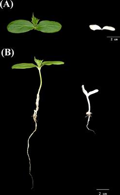 Cytological, genetic and transcriptomic characterization of a cucumber albino mutant
